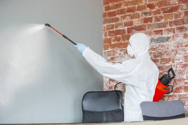 Best Attic Mold Removal  in Cnelius, OR